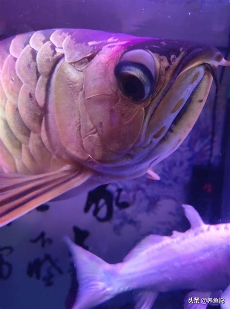 龍魚眼睛